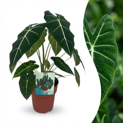 Alocasia Frydek - Orecchio d'elefante - ↕60cm - Ø19cm