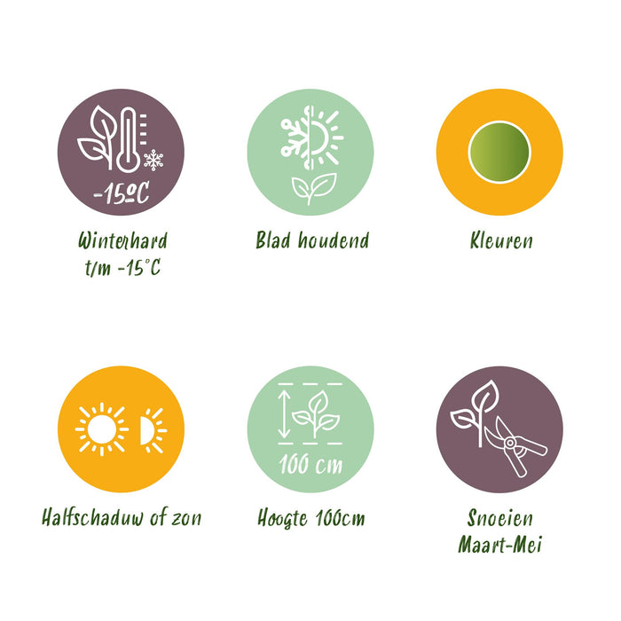 Nandina Lemon & Lime - Geel - 2 Planten - Groenblijvend - Weinig Onderhoud - Pot 17cm Hoogte 45cm