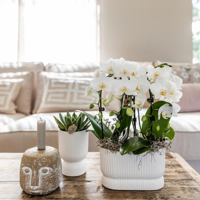 Kolibri Orchids | Combi Deal - 4 Witte Phalaenopsis Orchideeën Niagara Fall White - Ø9 cm