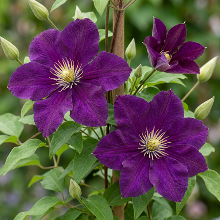 Clematis Warszawska Nike - Bosrank 6x - Rood - Klimplant - Ø9cm - ↕35cm