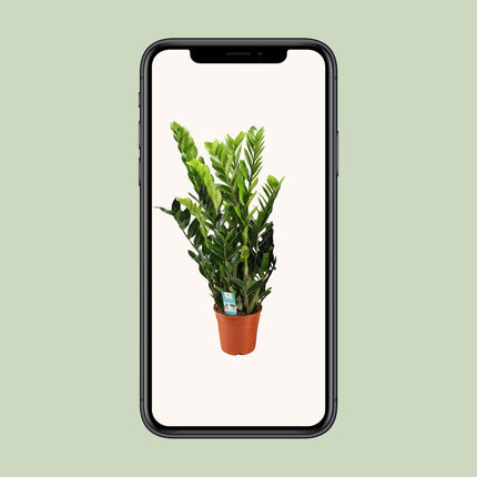 Zamioculcas Zamiifolia - Planta ZZ - ↕95cm - Ø21cm