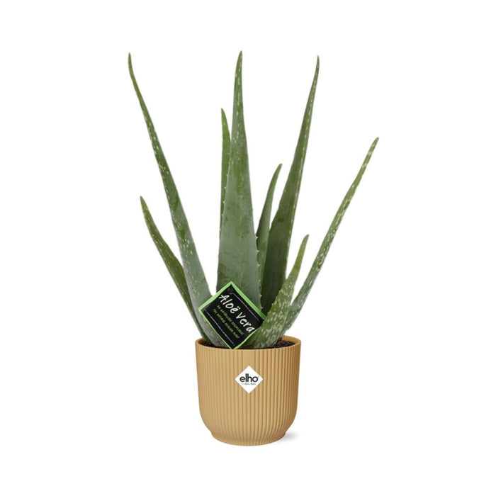 Aloe Vera 12cm in elho Vibes Fold Ø14cm geel