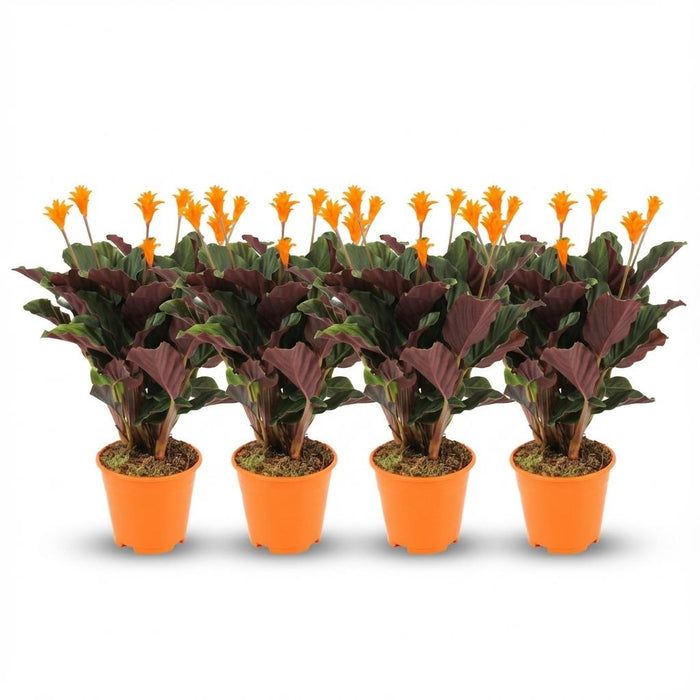 Calathea Crocata - ↕40-45cm - Ø14cm - 4x