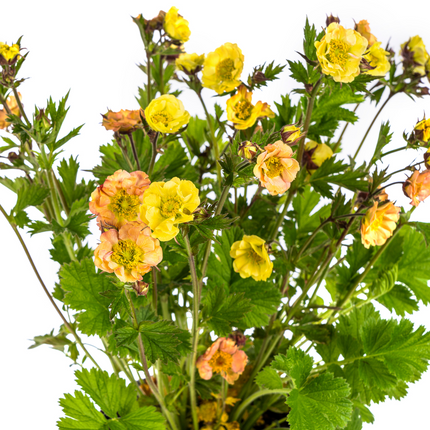 Geum Rivale Yellow - ↕50-70cm - Ø19cm