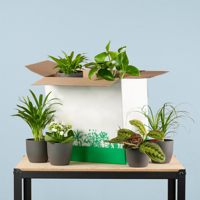 Groene Kneusjesbox - 6x - met 6x plantenpot Viber zwart