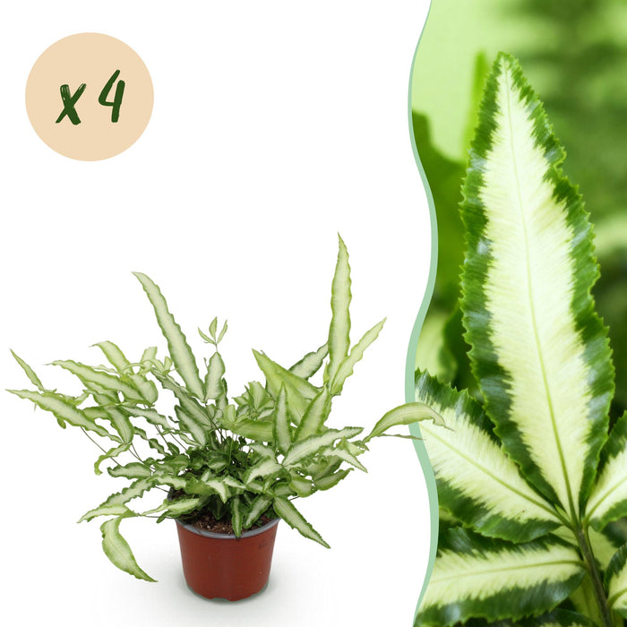 Pteris cretica Albolineata - Lintvaren - Bont - ↕25-30cm - Ø12cm - 4 x