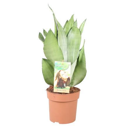 Sansevieria Moonshine - Snake Plant - ↕40cm - Ø14cm