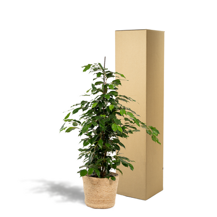 Ficus Benjamina Danielle in mand Selin - ↕95cm - Ø21cm
