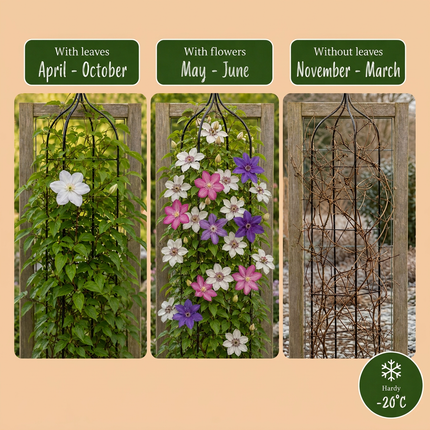 Clematis Tricolour - Driekleurige bosrank 9x - Paars - Roze - Wit - Klimplant - Ø9cm - ↕35cm