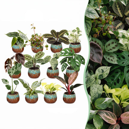 Baby Plants Surprise Box 12x - Verrassingsbox kleine planten - Diversen - Tropisch - incl. Copper Reef - Ø6cm - ↕5-15cm
