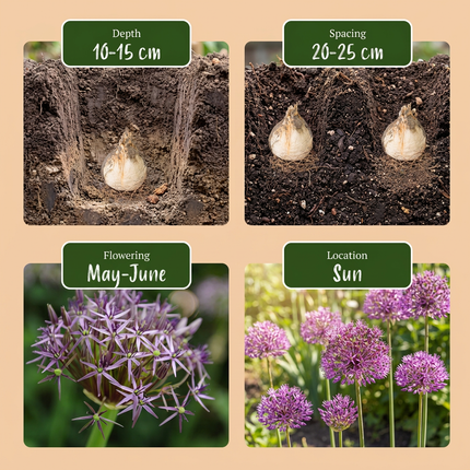 30x Allium Christophii - Bloembollen - Sterrenlook - Paars - Zomerbloeier - Bolmaat 10/12