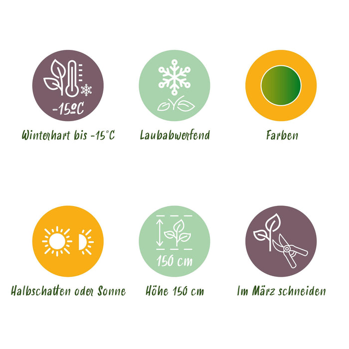 Japanse Esdoorn - Acer Palmatum Emerald Lace - Groen - ↕35cm - Ø12cm