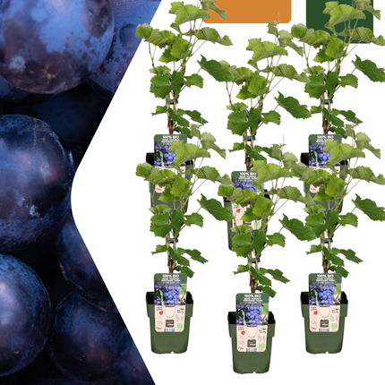 Winorośl organiczna - ↕20cm - Ø13cm - 6x