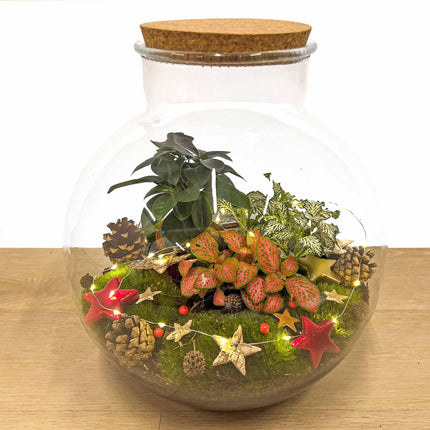 Bolder Bob Bonsai na Boże Narodzenie - DIY - ↕30 cm