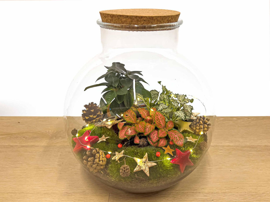 Bonsaï Bob Bolder de Noël - À faire soi-même - ↕30 cm