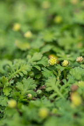 Leptinella Squalida – Kupferknopf – ↕10–25 cm – Ø9 cm – 60 Stück