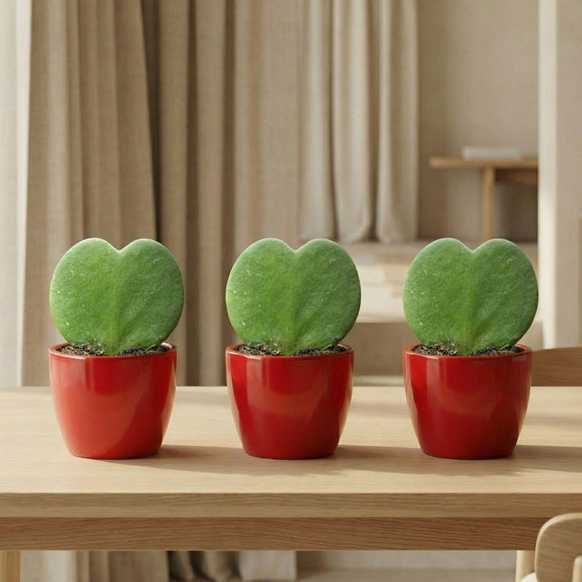 Sweetheart Plant Set - Green Mini Gift - Pot & Plant Set - Red