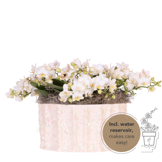 Kolibri Orchids | White Jungle Bouquet Botanic Nazare i Oyster-skål