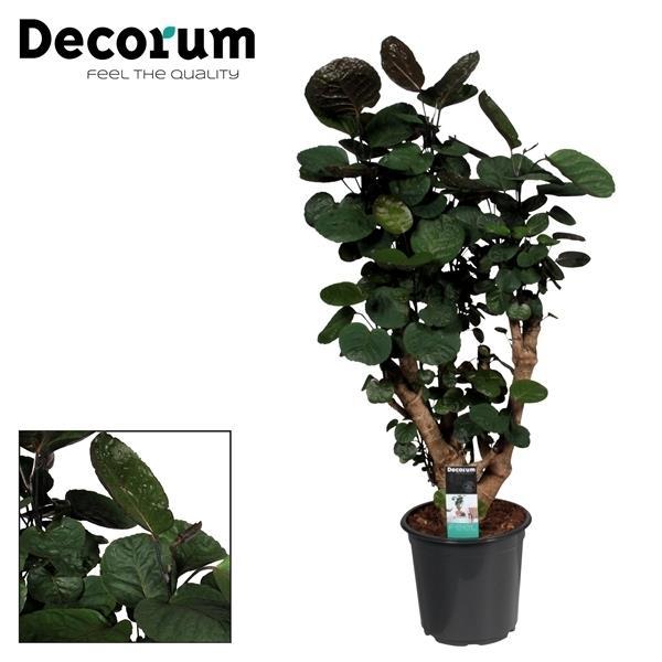 Polyscias Fabian - ↕95cm - Ø21cm