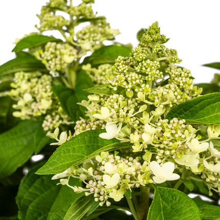 Hortensia paniculata blanca - ↕70-80cm - Ø24cm