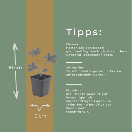 Astrantia major - Bottone di mare - ↕10-25cm - Ø9cm - 12x
