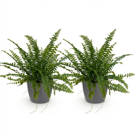Nephrolepsis exaltata Green Lady - Fern - with grey plant pots - ↕25cm - Ø12cm - 2x
