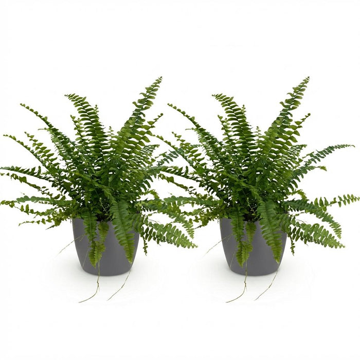 Nephrolepsis exaltata Green Lady - Varen - met grijze plantenpotten - ↕25cm - Ø12cm - 2x
