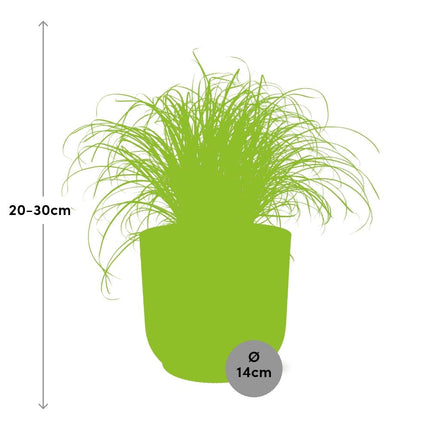 Cyperus Alternifolius Zumula in elho Vibes Fold Ø14cm gelb