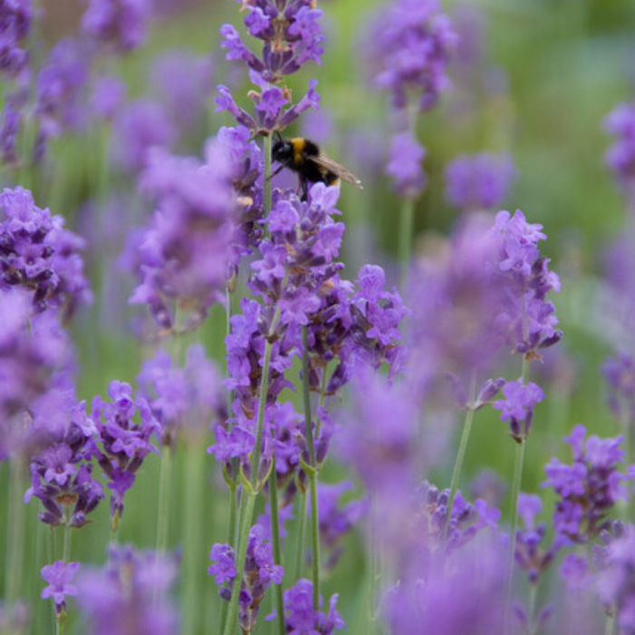 Lavandula 'Munstead' – 6 Pluggen | Kweek & Geniet van Geurende Lavendel