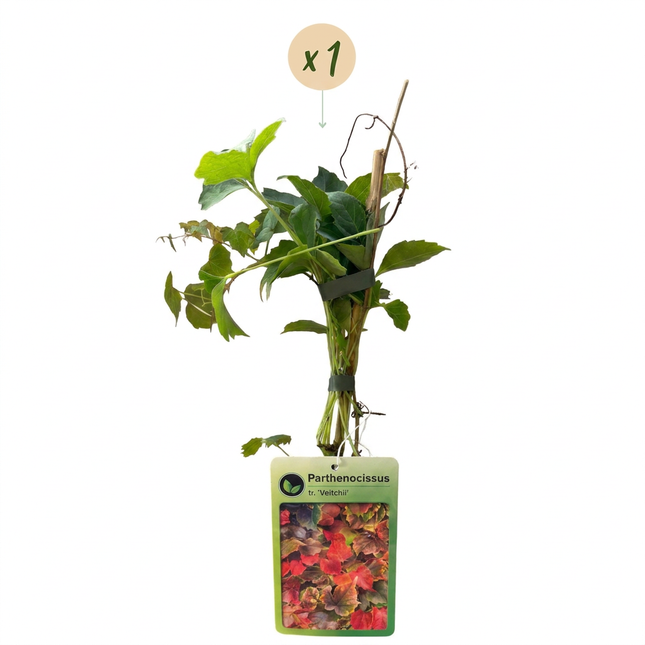 Parthenocissus tr. 'Veitchii Boskoop' - Wilde wingerd - Geel - Groen - Klimplant - Ø9cm - ↕35cm