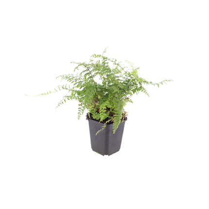 Helecho de aguja suave - Polystichum setiferum 'Herrenhausen' - ↕10-25cm - Ø9cm - 6x
