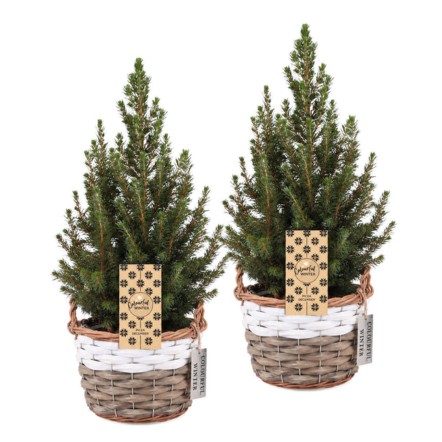 2x Picea glauca Conica - Kegelspar - Groen - Kerstboom - incl. mand - Ø17cm - ↕65cm