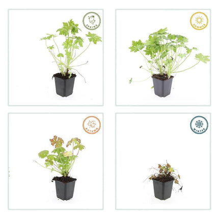 Geranium macrorrhizum - ↕10-25cm - Ø9cm - 48x