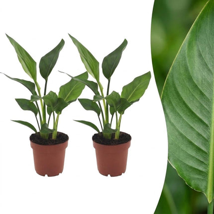 Strelitzia Reginea - Paradijsvogelplant - ↕35cm - Ø12cm - 2x