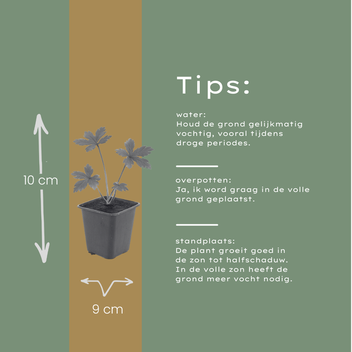 Astrantia major - Zeeuws knoopje - ↕10-25cm - Ø9cm - 48x