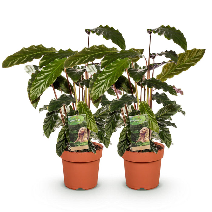 Calathea Rufibarba - Pauwen plant - ↕55-60cm - Ø17cm -2x