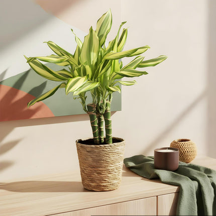 Dracaena fragrans Diamond Dream - Arbre Sang-Dragon - Pot de 17 cm - Hauteur 50-55 cm