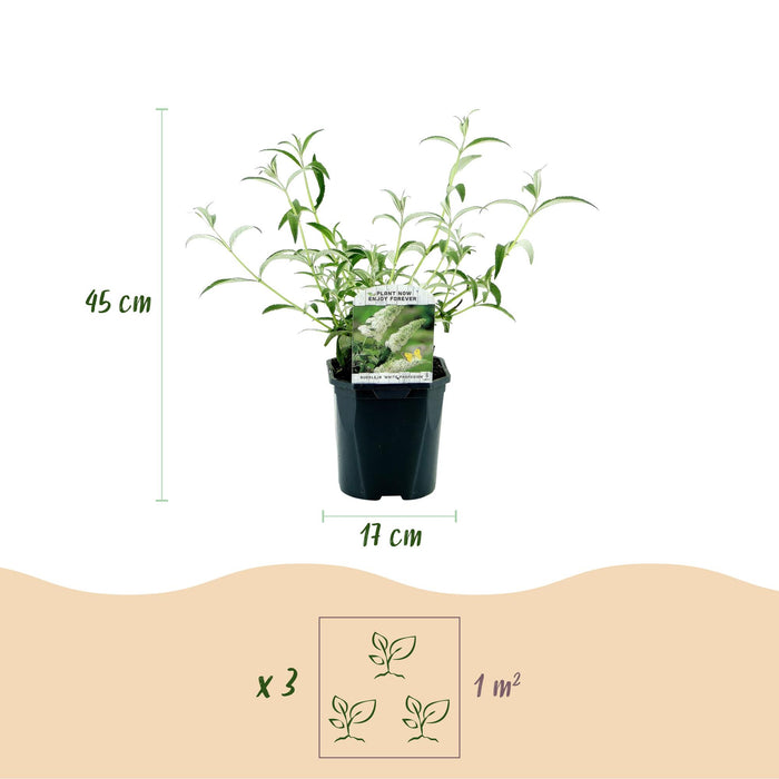 Buddleja davidii White Profusion - Vlinderstruik - Wit - ↕45cm - Ø17cm - 3x