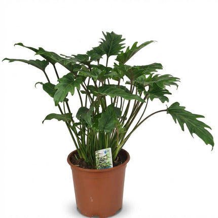 Philodendron Xanadu - ↕60cm - Ø19cm