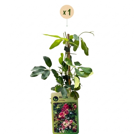 Akebia quinata - Vijfbladige akebia - Paars - Rood - Klimplant - Ø9cm - ↕35cm