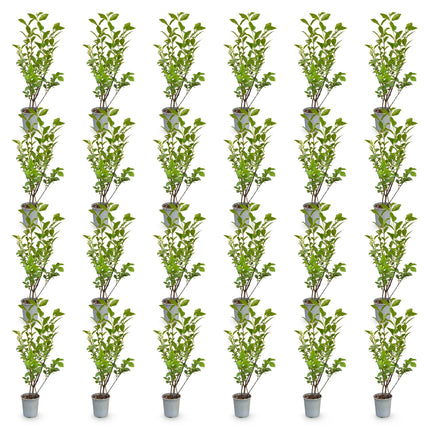 Ligustrum ovalifolium - Gewone Liguster - 24x Haagplanten - Groenblijvend - Groen - Pot 9cm - Hoogte 35-45cm