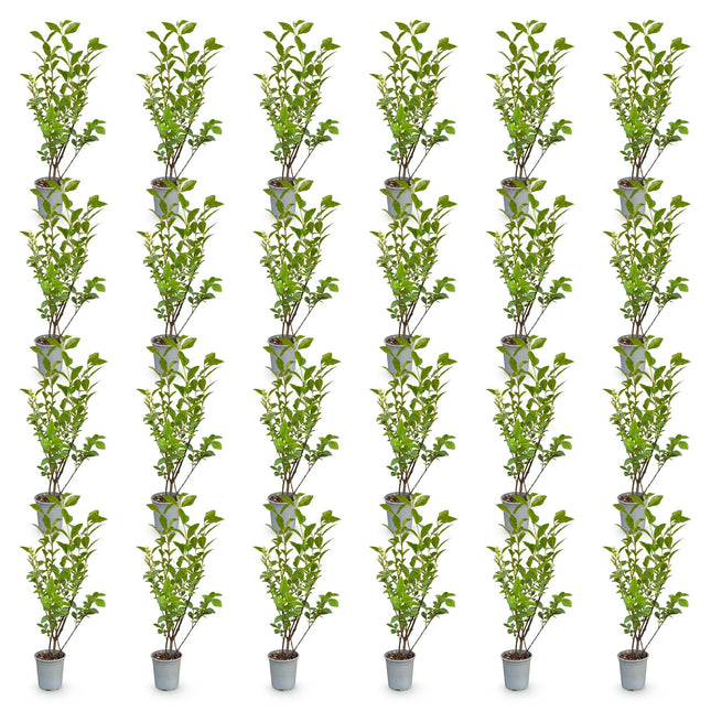 Ligustrum ovalifolium - Gewone Liguster - 24x Haagplanten - Groenblijvend - Groen - Pot 9cm - Hoogte 35-45cm