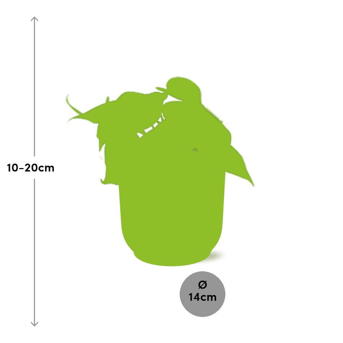 Philodendron Scandens + elho Vibes Fold Ø14cm geel