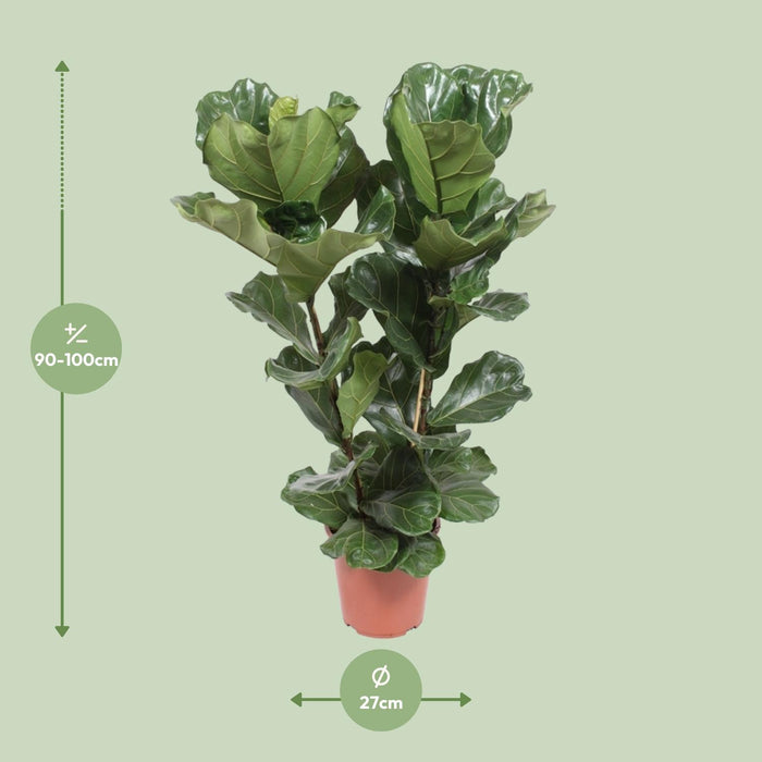 Ficus Lyrata - ↕100cm - Ø27cm