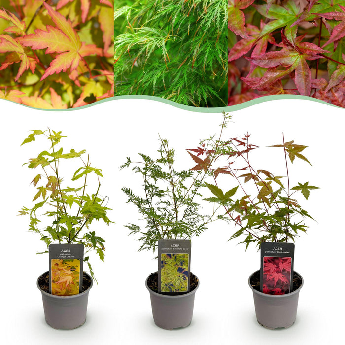 Japanse Esdoorn - Acer Palmatum Tricolour - Rood-Groen-Oranje - ↕35cm - Ø12cm - 3x