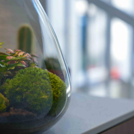 LOVE MOM' terrarium Sam + engraved cork with light - Bottle terrarium DIY kit - Ø 24.5 cm ↑ 30 cm - Mother's Day