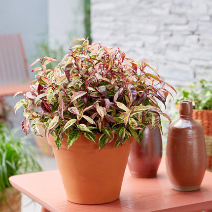 Leucothoe Makijaz - Bruin - 2 Planten - Groenblijvend - Weinig Onderhoud - Pot 17cm Hoogte 45cm