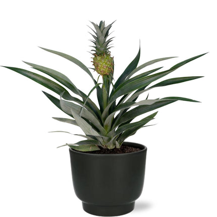 Broméliacée Ananas - Plante Ananas - ↕30cm - Ø12cm + Pot Potenza D13x11cm - Noir