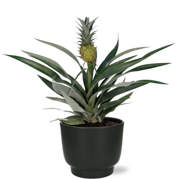 Bromelia Ananas - Pianta di Ananas - ↕30cm - Ø12cm + Vaso Potenza D13x11cm - Nero
