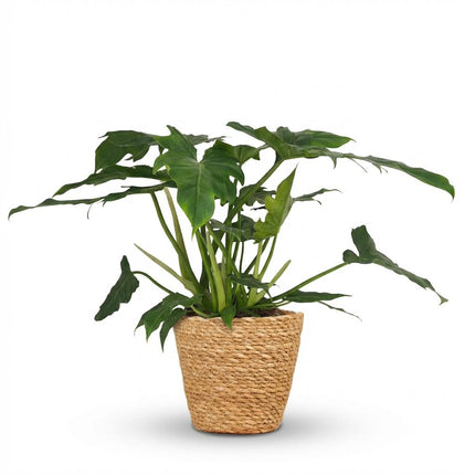 Philodendron Lacerum - met Mand - ↕65cm - Ø19cm